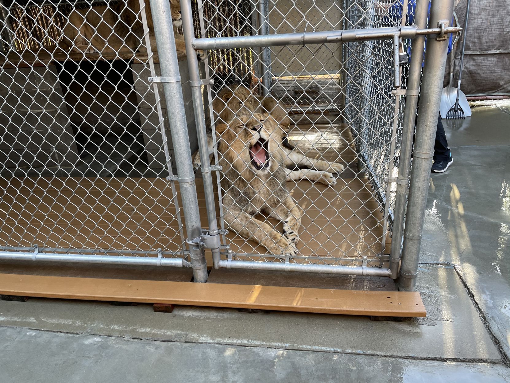 Lion at Six Flags